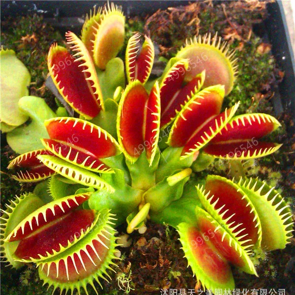 300 шт. колючий мух|Сувениры для вечеринок| |