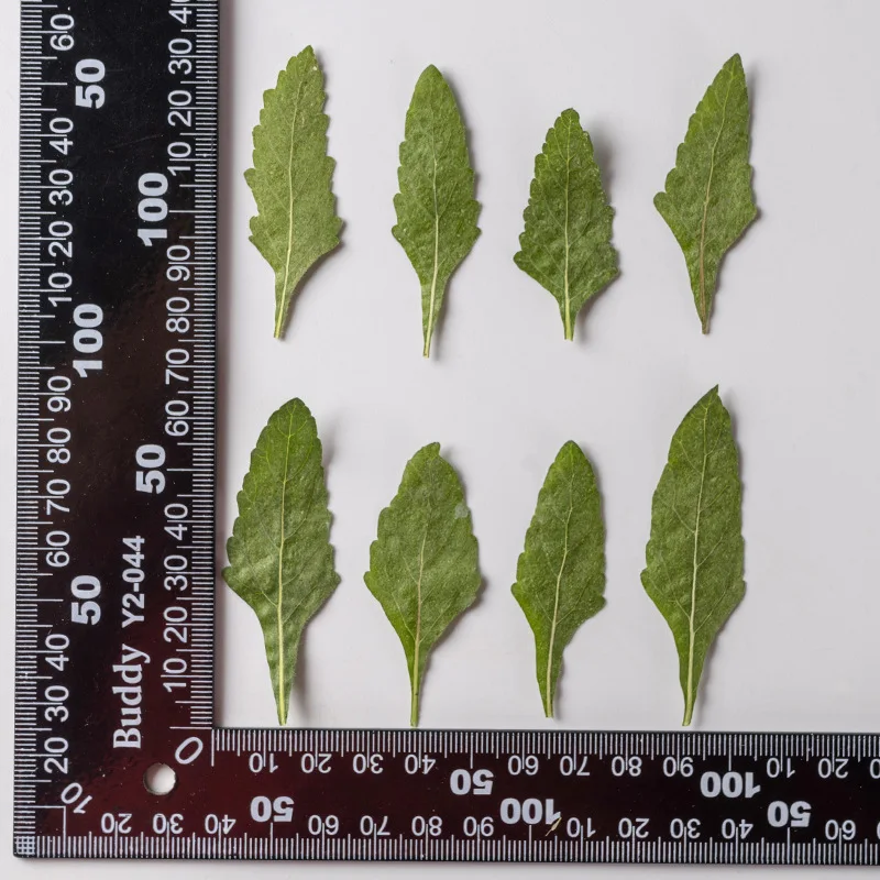 

60pcs Pressed Dried Verbena hybrida Leaf Herbarium For Epoxy Resin Jewelry Making Bookmark Face Makeup Nail Art Craft