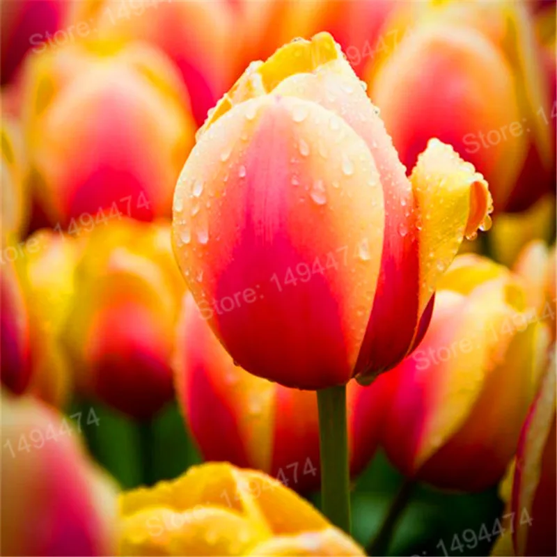 100pcs Tulip flores White Blue Purple mixed color Flower plantas bonsai flower plante colorful plants for home garden
