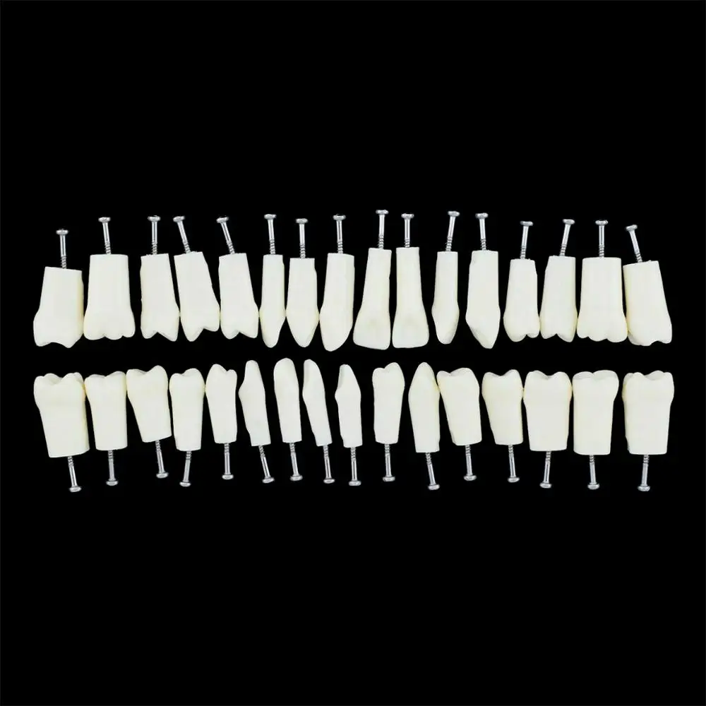 Стоматологическая Typodont зубы модель с съемные обучения зуба 8012|Стоматологическая