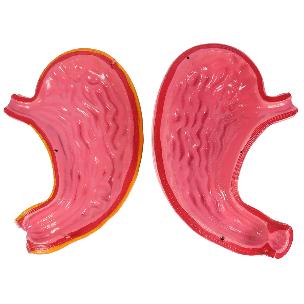

1pc Human Stomach Anatomical Model Sciences Classroom Teaching Aid