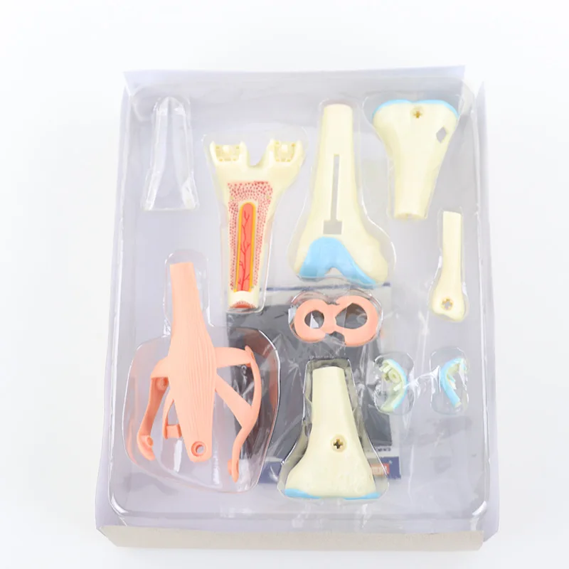 Анатомическая модель человеческих коленных суставов