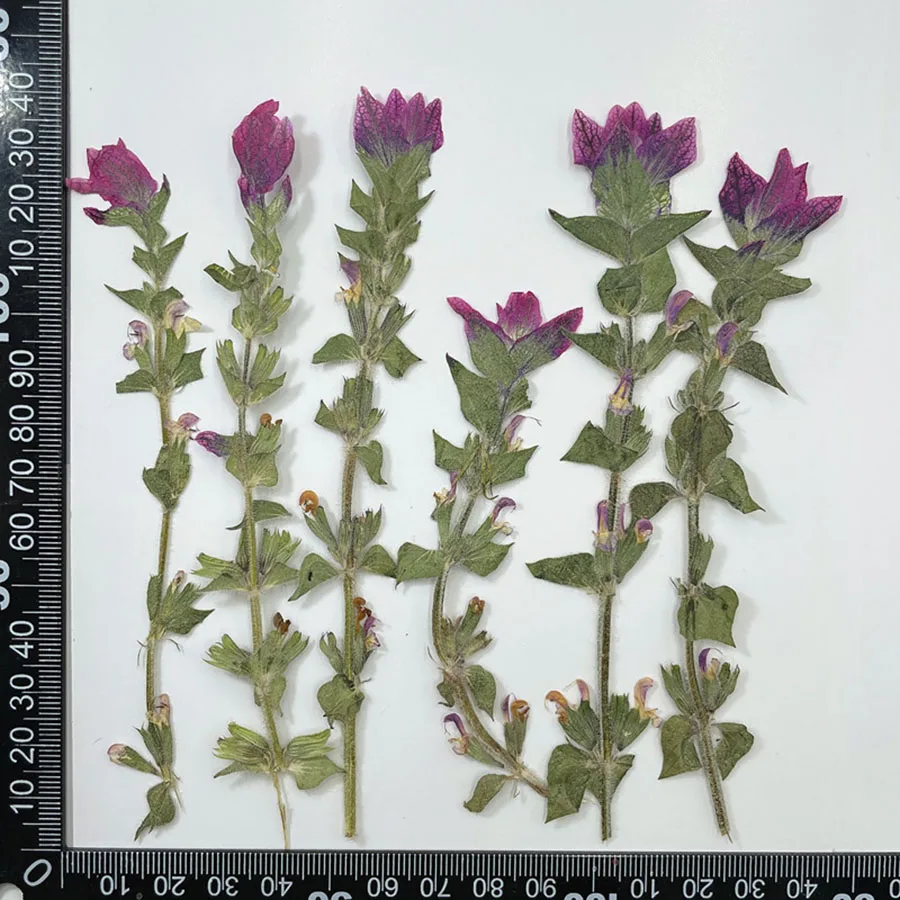 

60pcs Pressed Dried 7-13cm Salvia Viridis Stalk Flower Plant Herbarium For Jewelry Phone Case Bookmark Invitation Card DIY