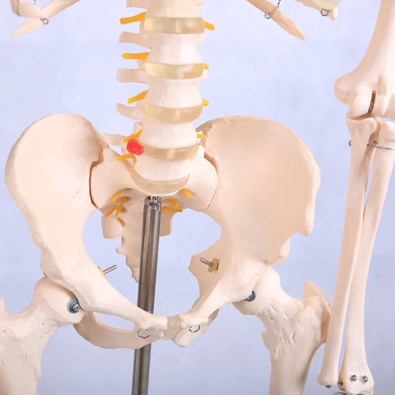 180 см Съемный скелет человека анатомический модель BIX A1001|human skeleton anatomical model|anatomical