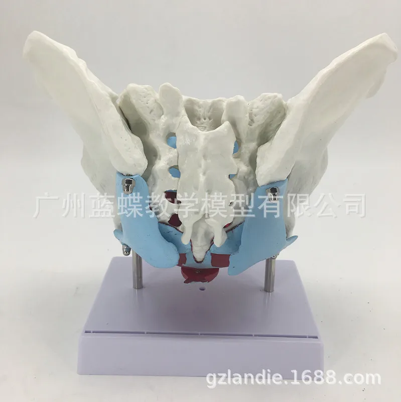 Анатомическая Тазовая камера с мышцами пола обучающая модель человека