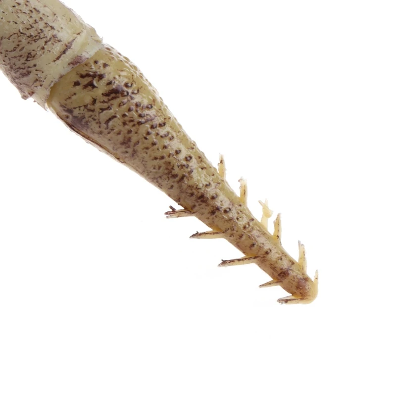 

Свадебное украшение, павлин, коралловые ветки, пластиковые искусственные растения, сушеные деревья