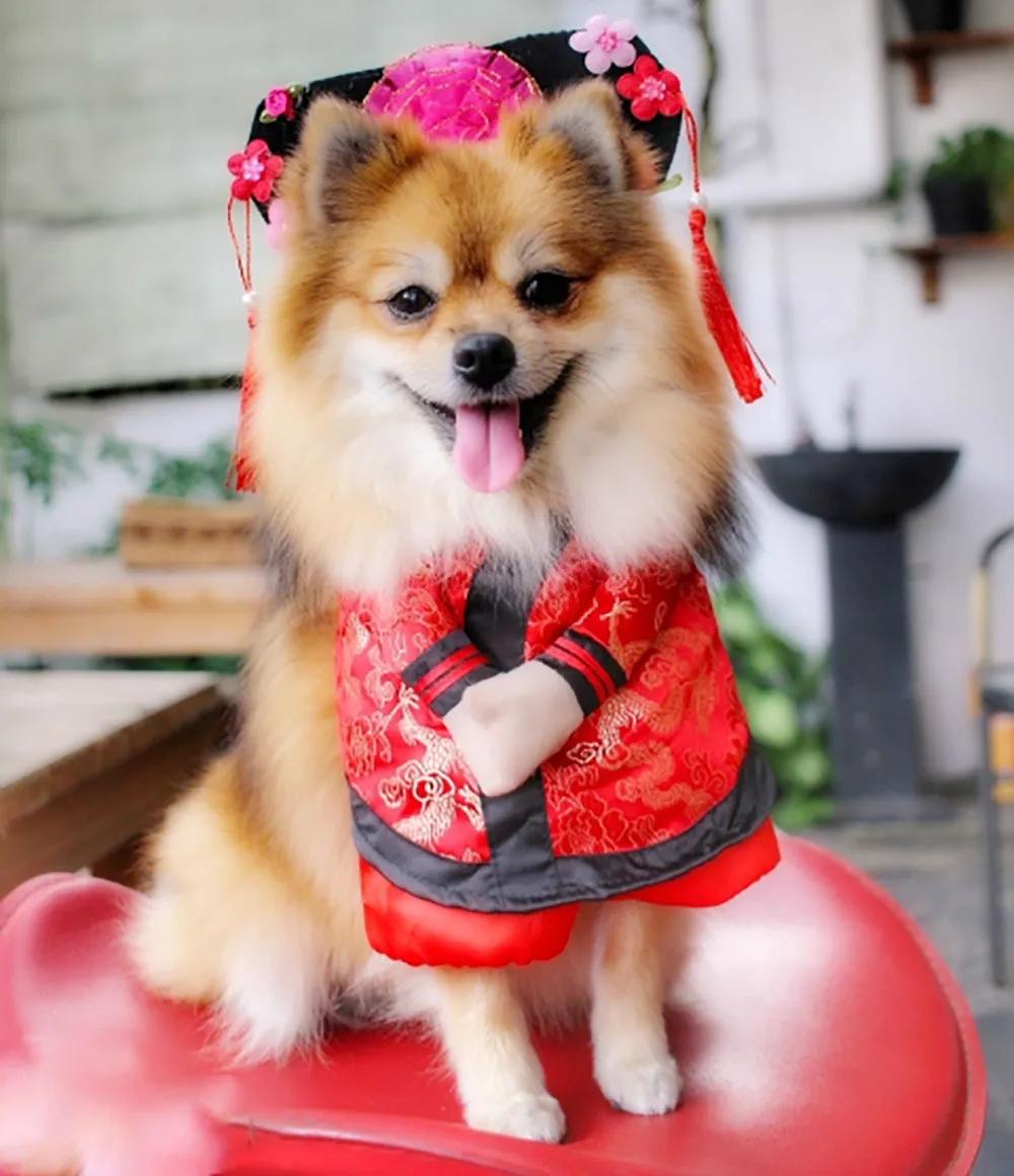 Забавный костюм для кошки, собаки, одежда для домашних животных, танец льва для маленьких средних собак, корги, Новогодняя традиционная одежда, французское платьице для бульдога