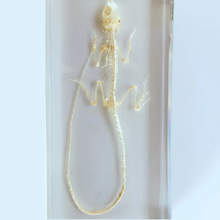 Скелетон ящерицы скелетон для животных встроенный образец биологический