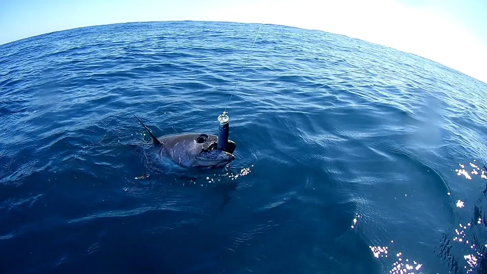 Hunthouse карандаш приманка попперы 2019 Морская Рыбалка твердая поверхность