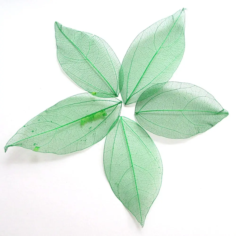 100 шт. белого цвета по желанию натуральный каркас листьев для самостоятельного
