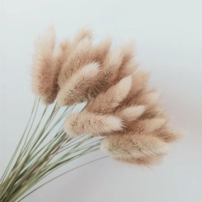 

Natural Pampas Dried Flower Rabbit Tail Grass Bouquet Floral Lagurus Ovatus Wedding Home Decor Festive Fleur Eternelle