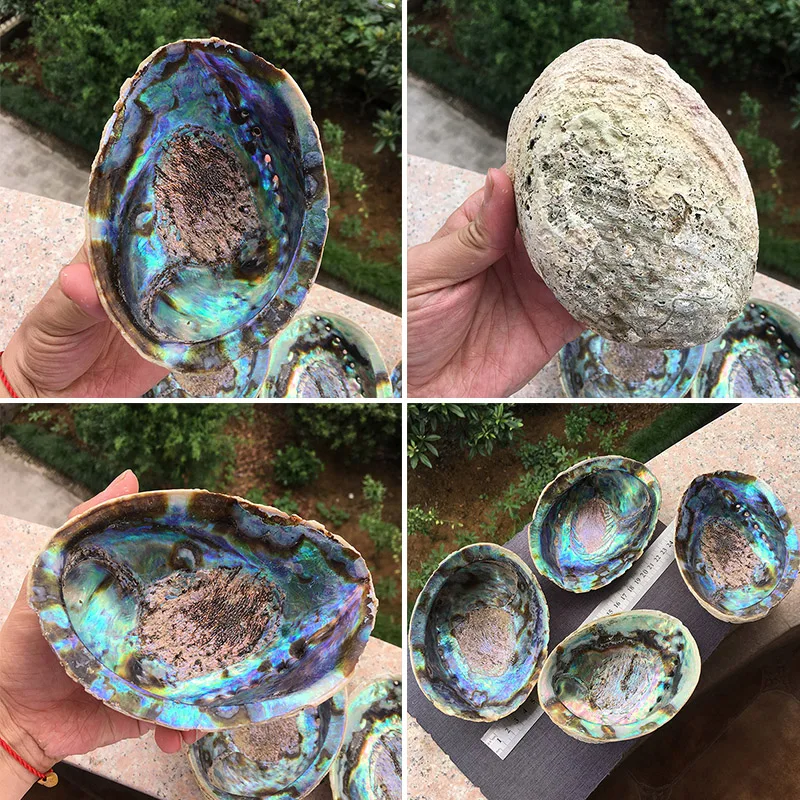 13-18 см натуральный Abalone Shell неполированный мыльница раковины творческие ювелирные изделия получает мыльница шалфей горшок для оформления дома подарок