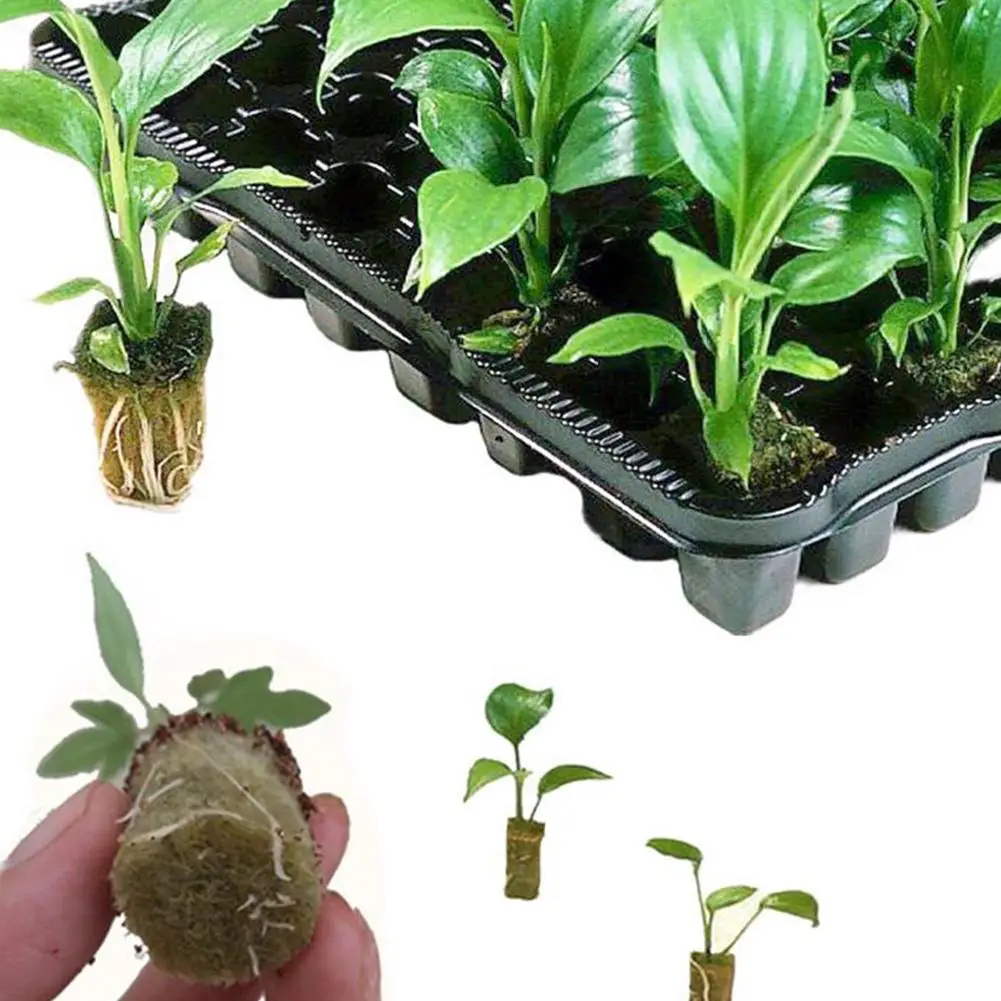 50 шт grow plug a pack Grodan " Starter Cubes plugs-hydroponic rockwool grow media. Распространение клонирования из минеральной ваты кубики