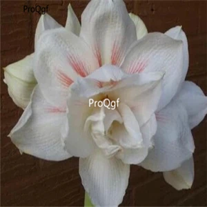18 Ngryise 3 шт. набор Amaryllis лампочки True Hippeastrum rutilum - Цвет: 18