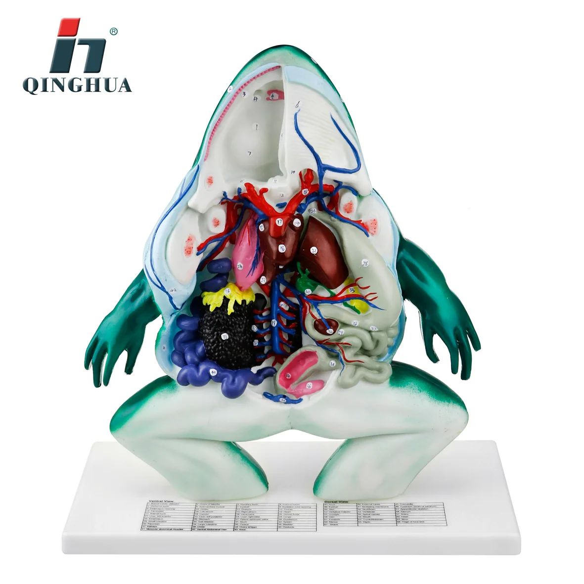 Ветеринарные модели анатомии лягушки модель бионического скелета преподавание