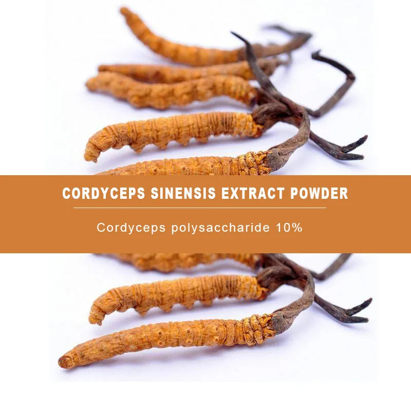 

1000g Cordyceps sinensis-extract Stachys geobombycis 10% CordycepsAweto polysaccharide