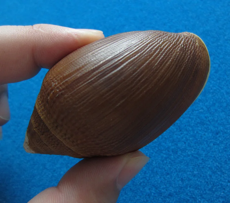 

7.32 cm Mie's ear snails rare conch collection