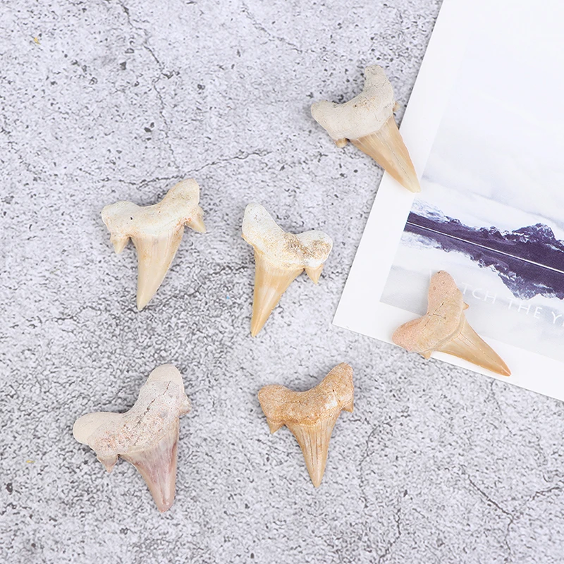 1 шт. Megalodon ископаемый зуб Акулий зубы морская биология учебный образец | Игрушки и