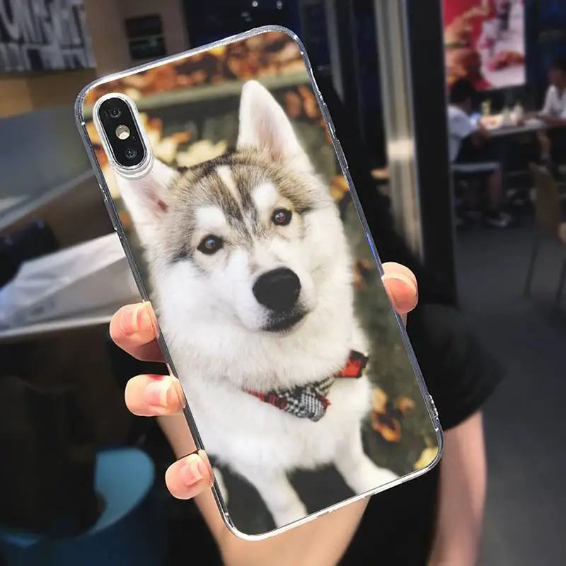 

Alaskan Malamute Siberian husky dog Phone Case Transparent soft For iphone 5 5s 5c se 6 6s 7 8 11 12 plus mini x xs xr pro max
