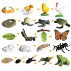 Моделирование животных цикл роста Бабочка Божья коровка курица фигурка жизненного цикла пластиковые модели Фигурки образовательные детские игрушки