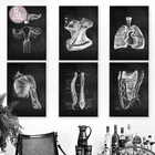 Современное изображение анатомии человека, медицинская Настенная картина, каркас мышц, образовательный плакат, холст, живопись для офиса, домашний декор