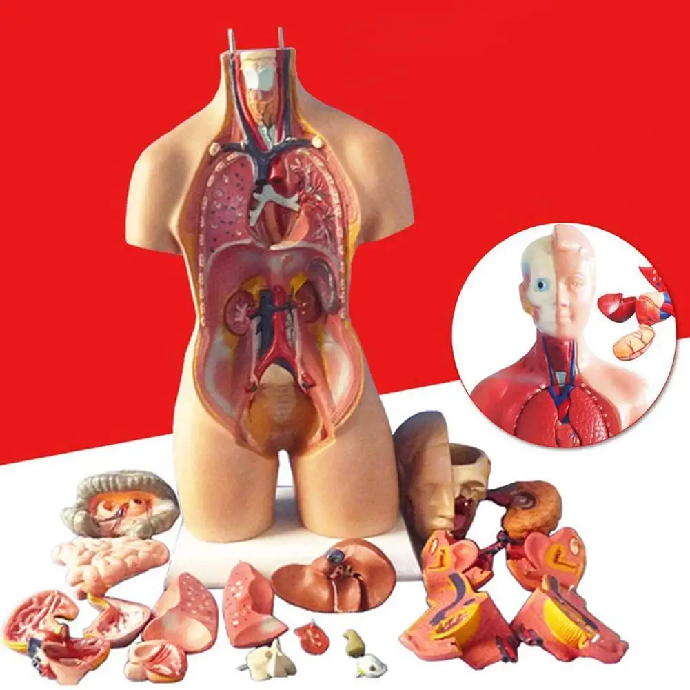 

Anatomical Human Torso Body Model Anatomy Internal Organ Medical Teaching Mold Parent-child Interactive Children Educational Toy