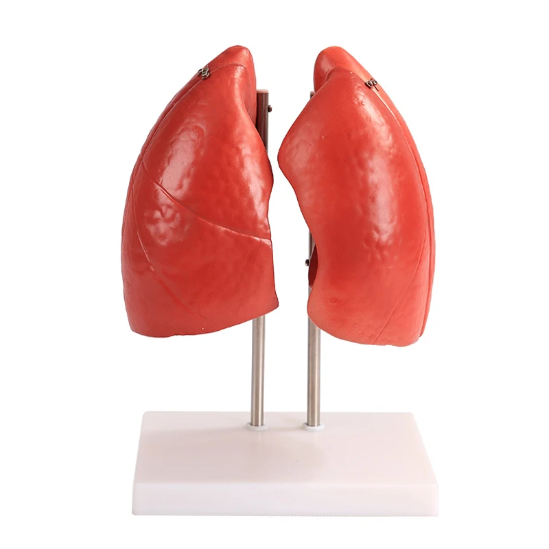 Разобранный человеческий инструмент для обучения | Канцтовары офиса и дома