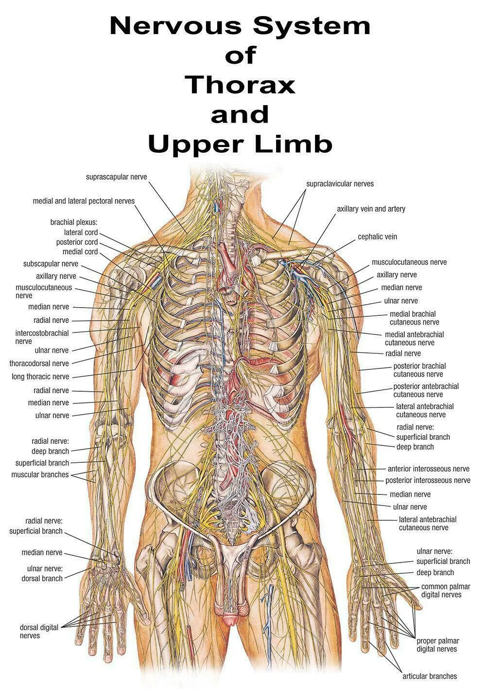 Шелковый плакат с изображением анатомии человека нервной системы медицинского