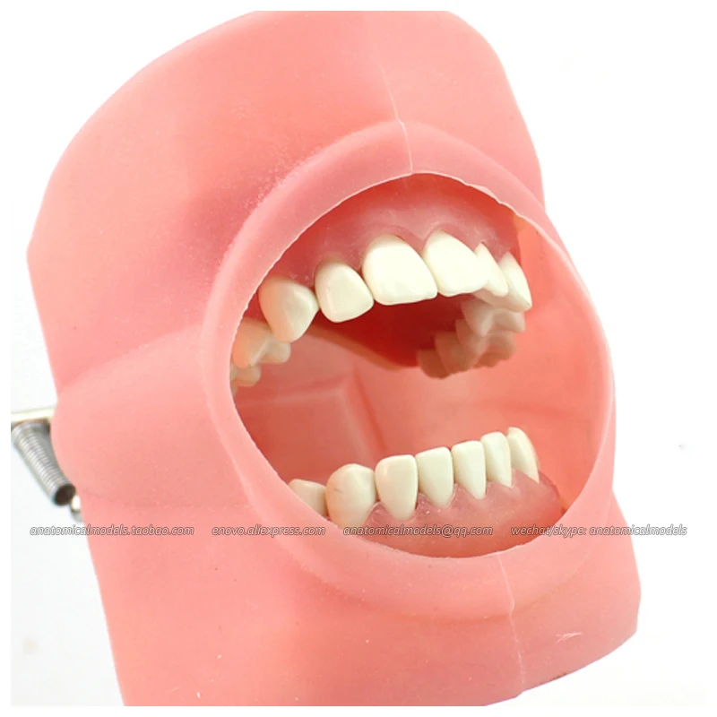 CMAM/12557 Dental фантомная головка медицинская анатомическая модель для обучения