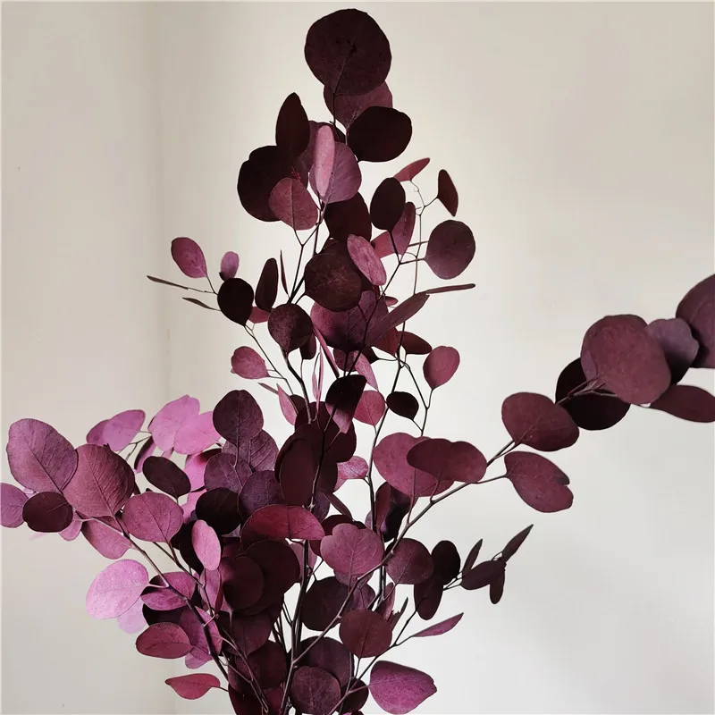 

100g Natural Preserved Eucalyptus Leaves Bouquet Eternal Display Dry Flower Apple Wedding Home Decoration Photography Porps