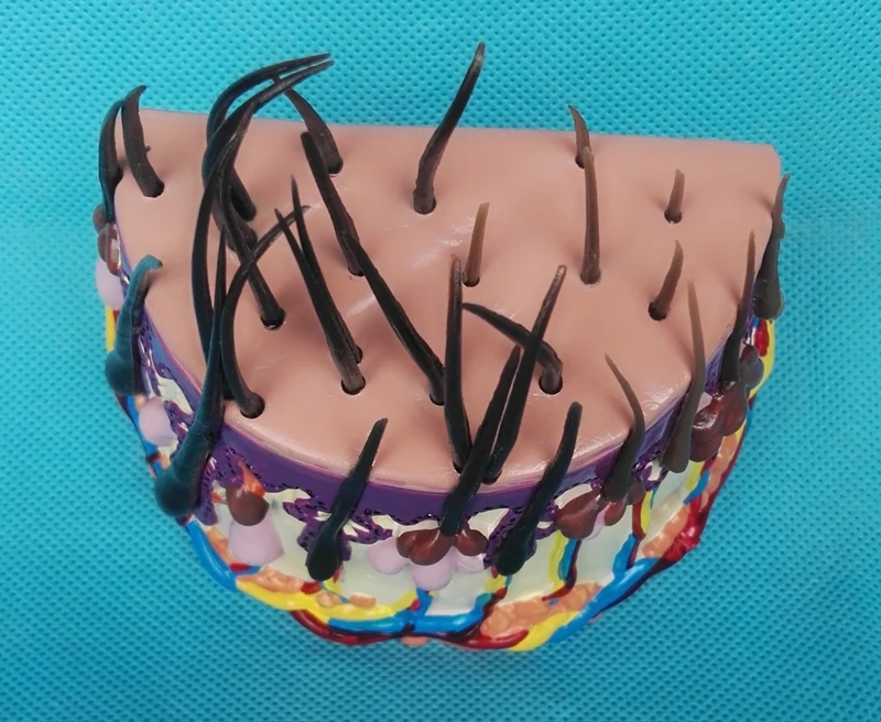 Структура кожи человека анатомическая модель увеличения волосяного фолликула