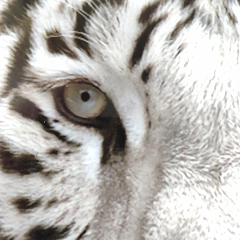 Байкерская пластырь термопереводная печать наклейки сделай сам женская одежда