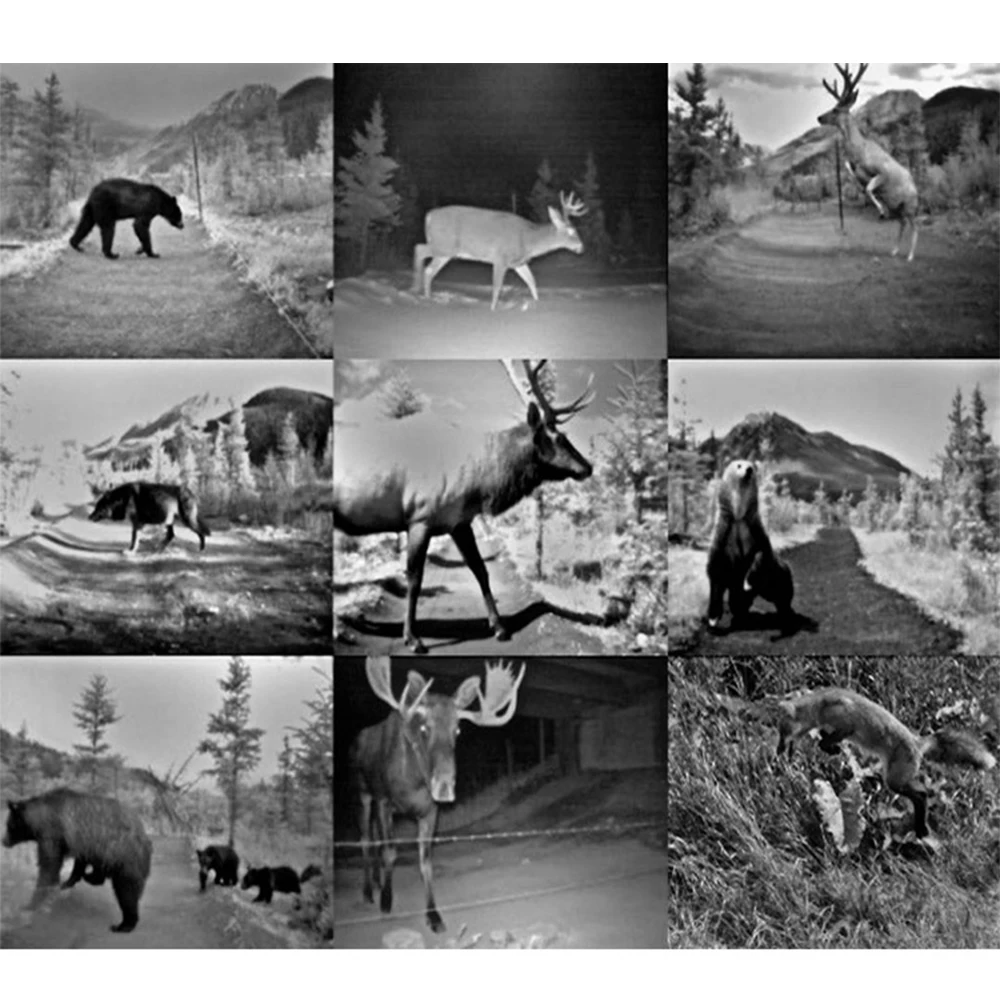 

HH-663 1080P Trail Cameras Waterproof HD 16 Million Pixels Infrared Thermal Sensor Video Hunting Camera for Monitoring Observed