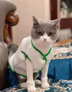 XS-XL Autumn Two-legged Pets Vest For Small Dogs Soft Warm Sphinx Cat Clothes Chihuahua Winter 2021 Cute T-shirt Puppy Shirt
