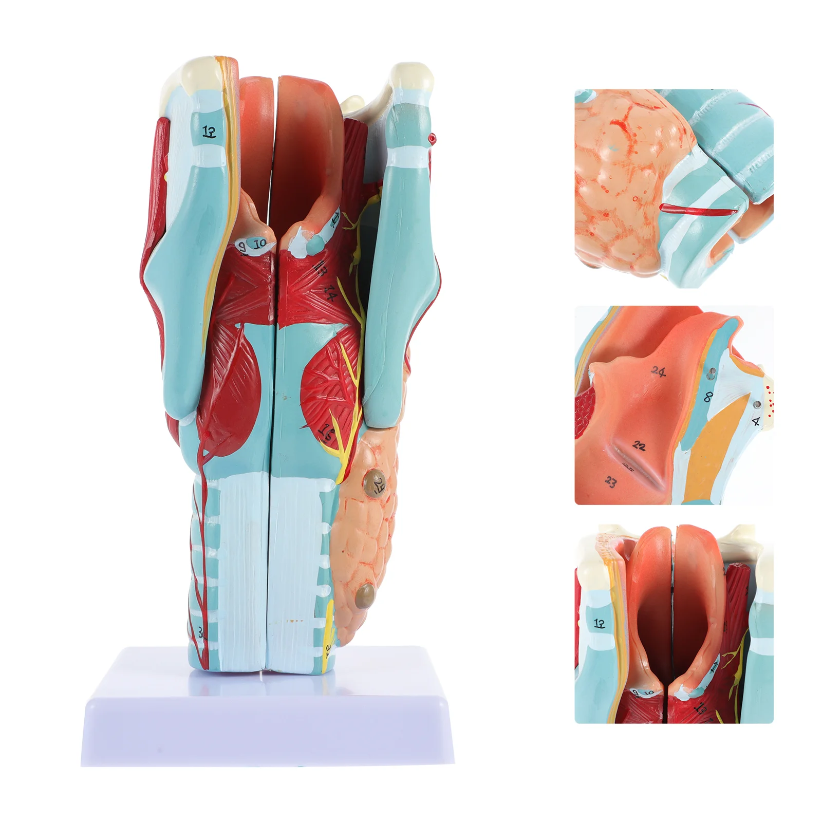 

Mini Throat Structure Model Laryngeal Throat Model Portable Laryngeal Model