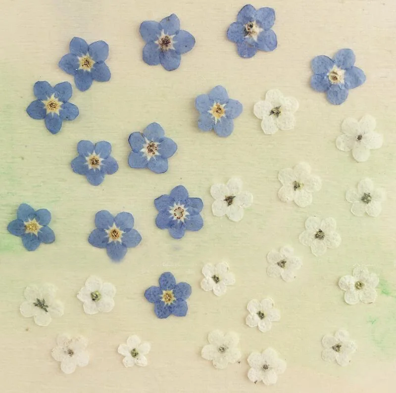 100 шт. фотообои с изображением голубого/белого цветов|Искусственные и сухие