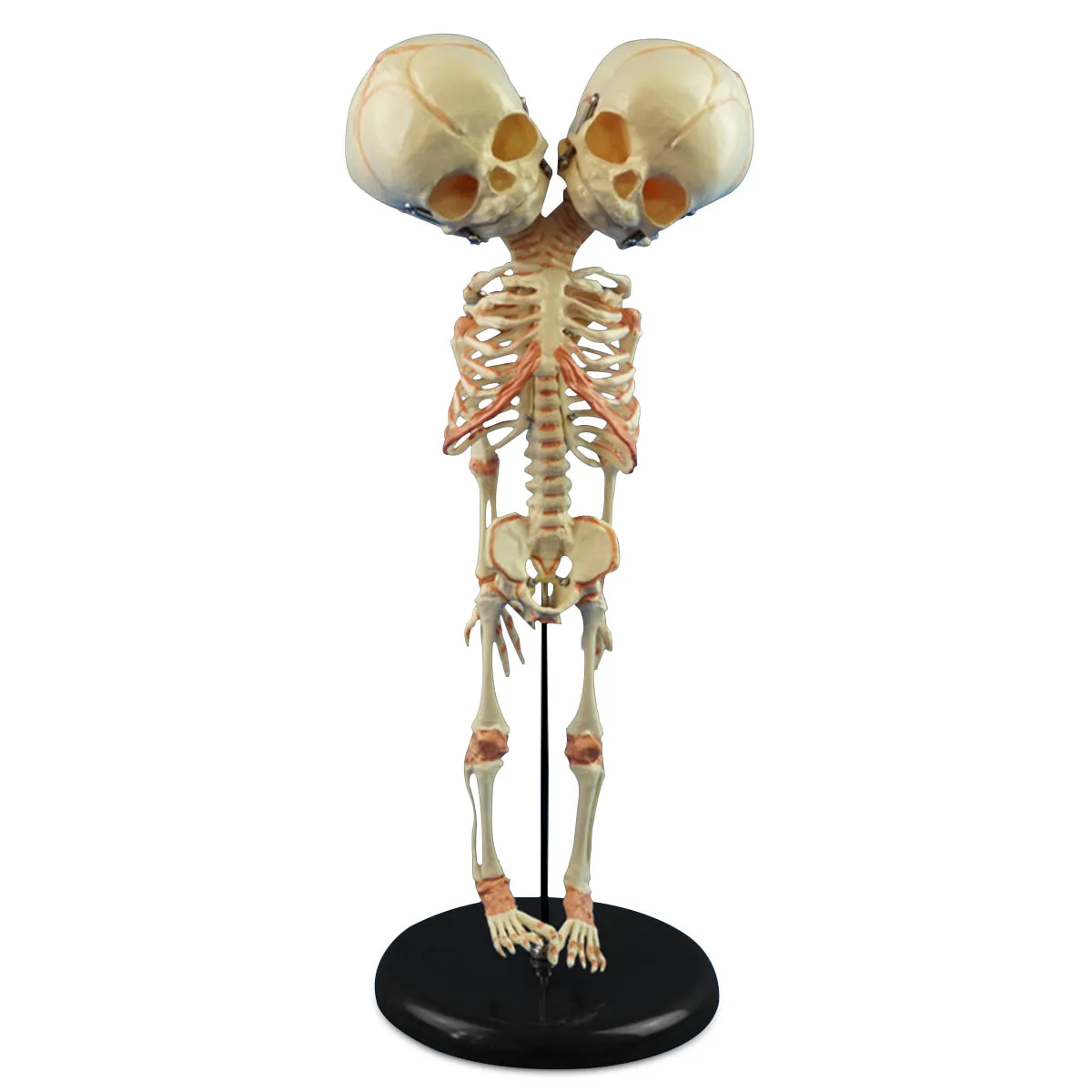 Новая модель человеческого анатомического исследования 13*15*37 см | Канцтовары для