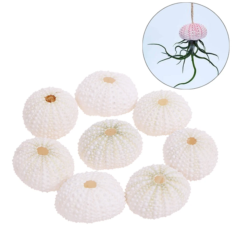 

2pcs/lot 3-4cm Natural Sea Urchin Shell Conch Tillandsia Potted Plant Wedding Home Decoration DIY Window Design Decorations