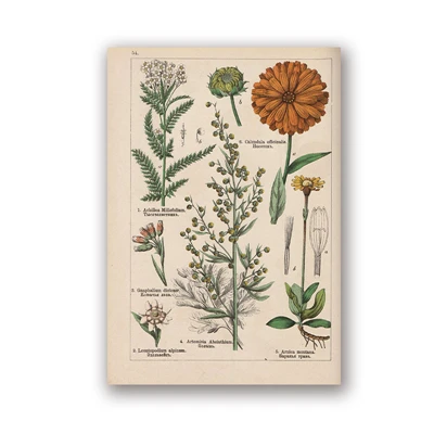 PH5981 Botanical коллекция винтажные плакаты и принты травы 1898s русский язык стены искусства картины холст живопись Домашний Декор стены - Цвет: PH5981