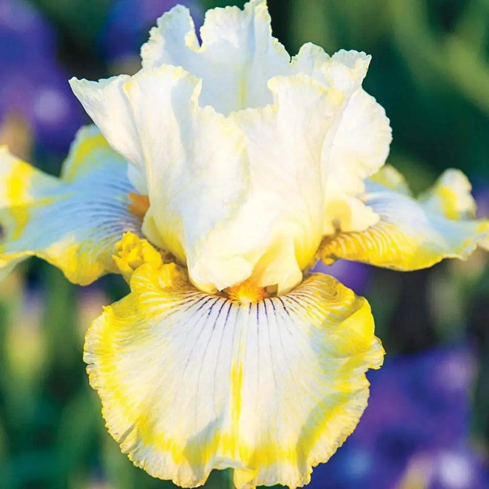 

10 Iris Bulb Bearded Hardy Beautiful Iris Gorgeous Elegant Gift Easy Care Stunning Home Courtyard Garden Outdoors Pleasant