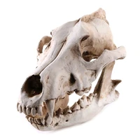 h05b resin animal jackal coyote wolf skeleton model teaching learning tool aquarium decoration supplies