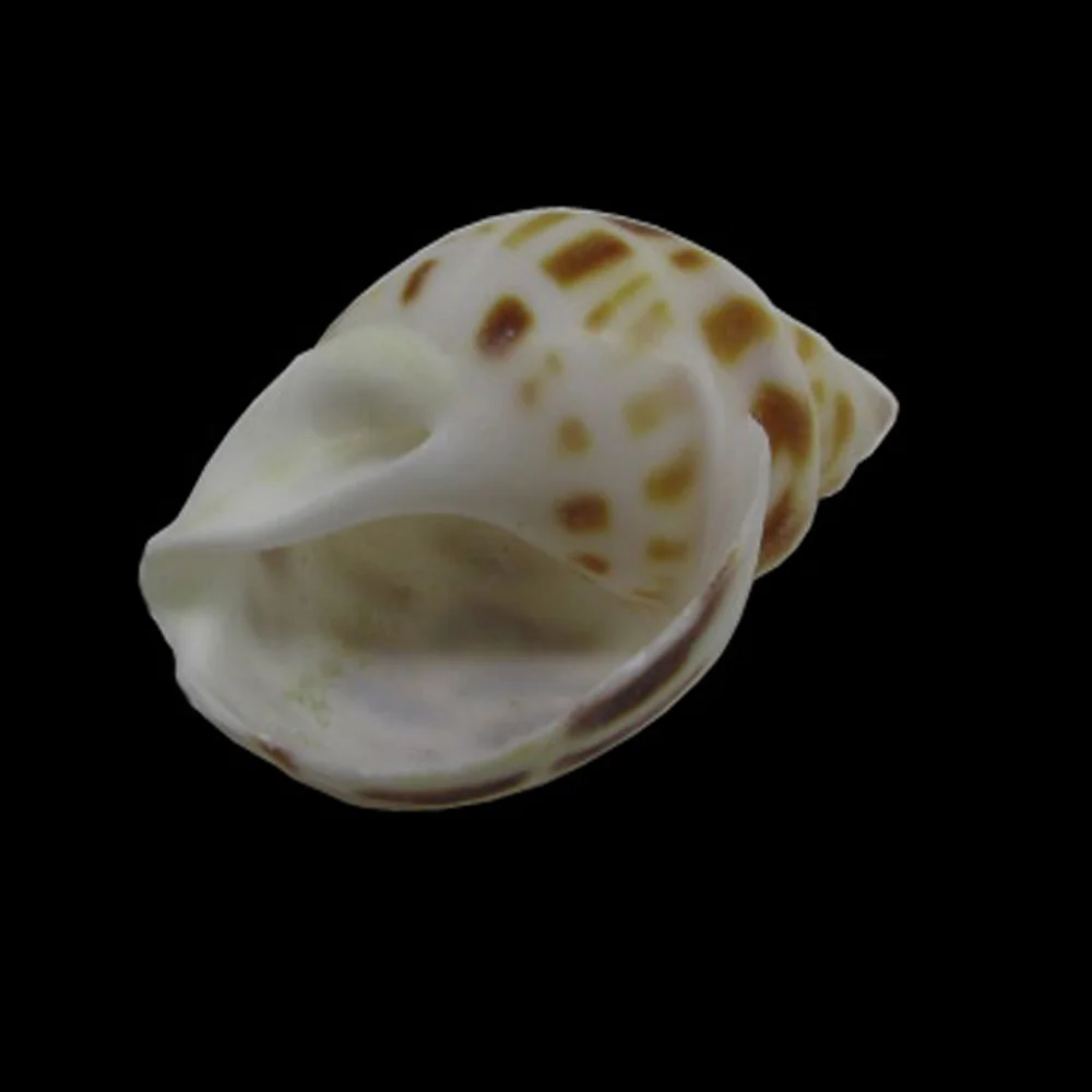 Цветок для крестообразных 2 5-4 см является допустимой природный раковины