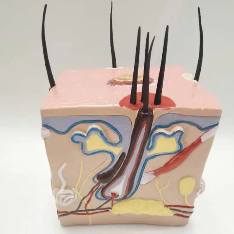 Человеческое тело здоровый процесс роста волос расширение волосяного фолликула