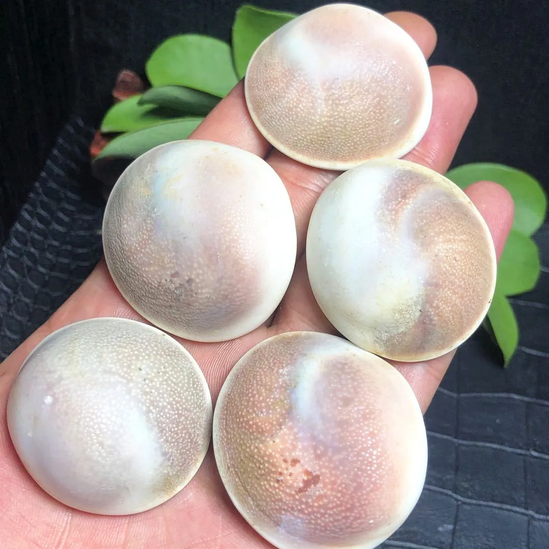 

5pcs Natural Sun shell fossil Fossil Specimen Crystal Love Heart Reiki Shiva Eye