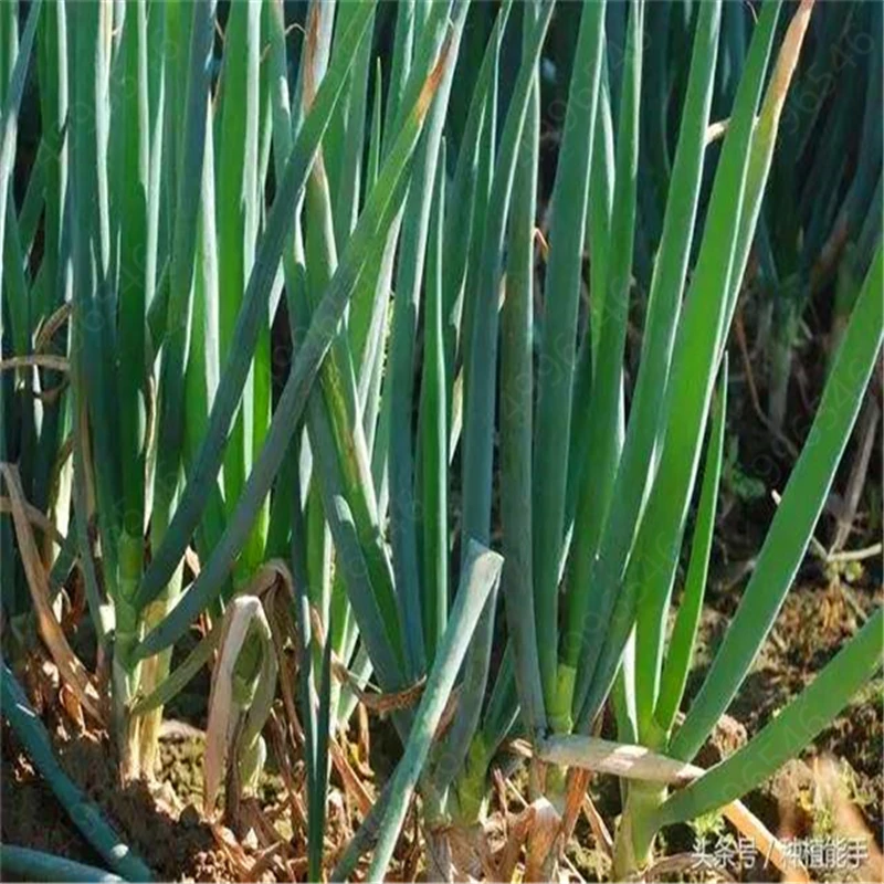 100 шт./лот Chive (Allium ascalonicum) открытый горшечные цветущие растения для дома и сада| |