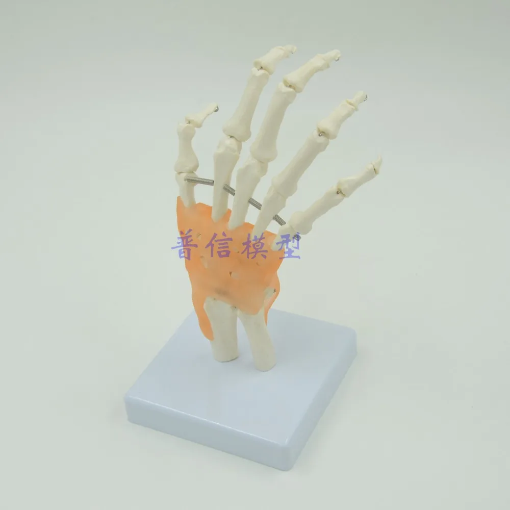 Модель ручной работы человека модель скелета руки с связкой медицинские
