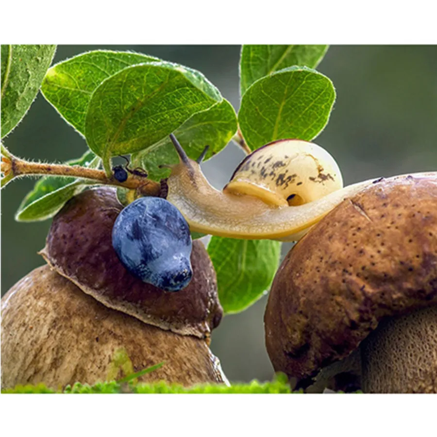 

Алмазная живопись, вышивка улиткой, животное, Алмазная мозаика «сделай сам», искусство, украшение для дома, современные наборы для вышивки к...