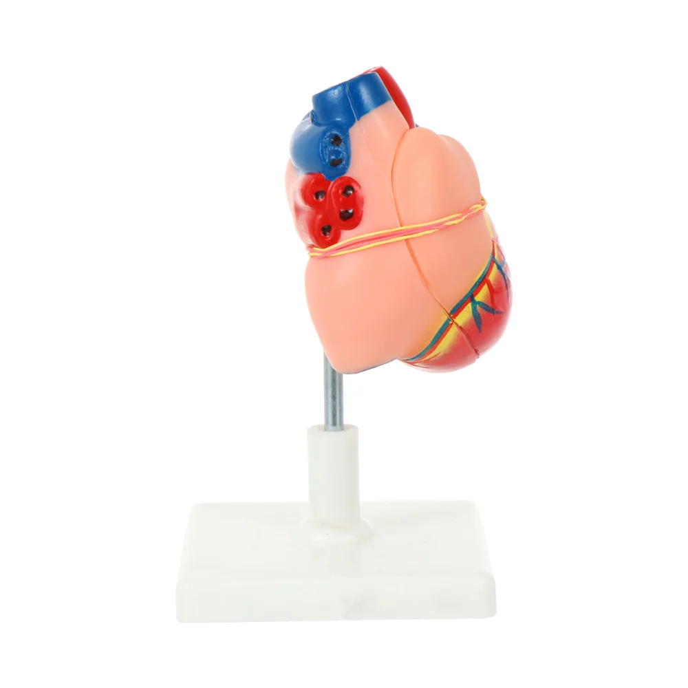 

1 Set Vivid Human Body Heart Model Heart Anatomical Model with Removable Base