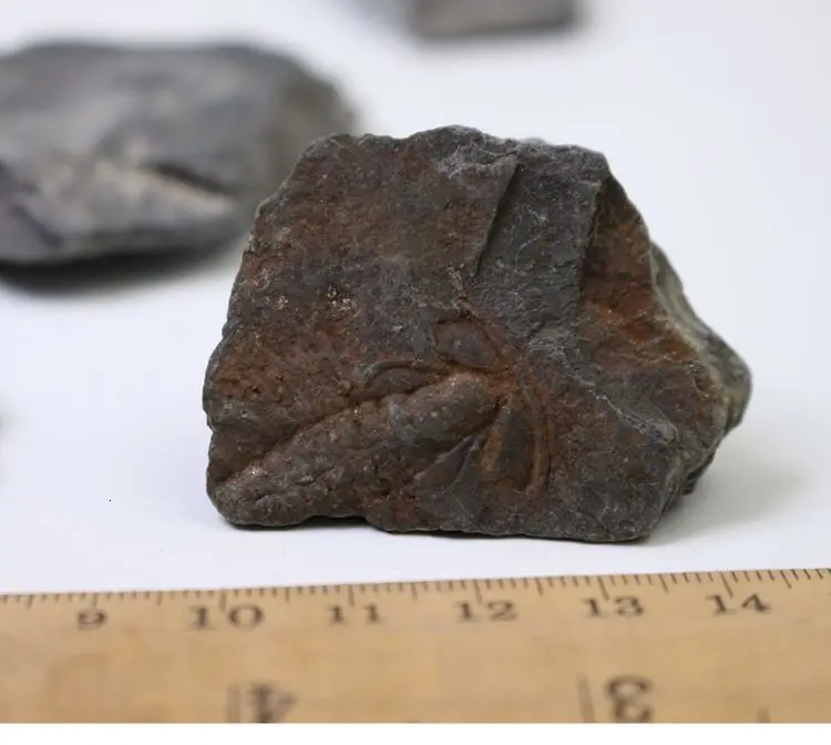 Палеоленус лантеноиси трилобиты окаменелые гуаньшань Биота Polular Science Fidelity Fossil