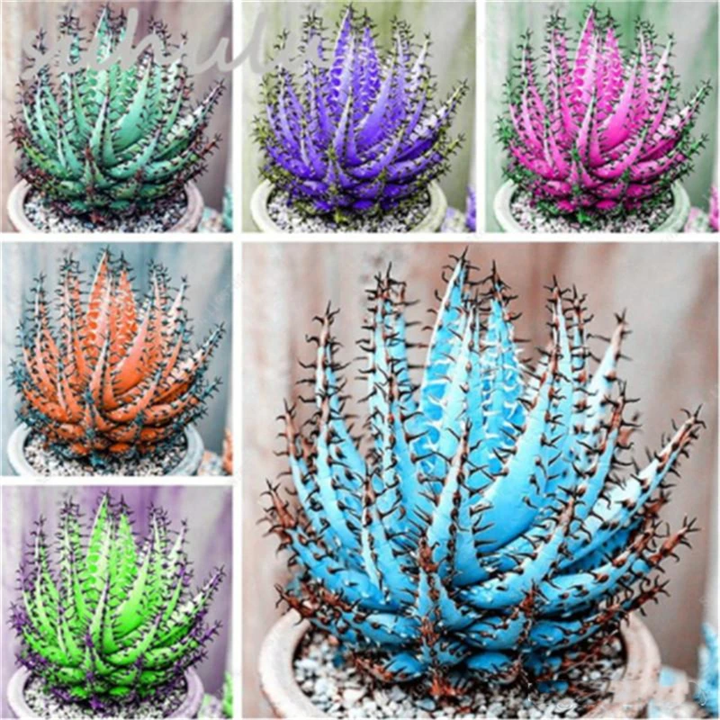 

100Pcs Colorful Cactus Aloe Home Bathroom Cabinet Mix Exotic Flower Cacti,Aloe Vera Succulent Seed Wood Furniture G2U-X